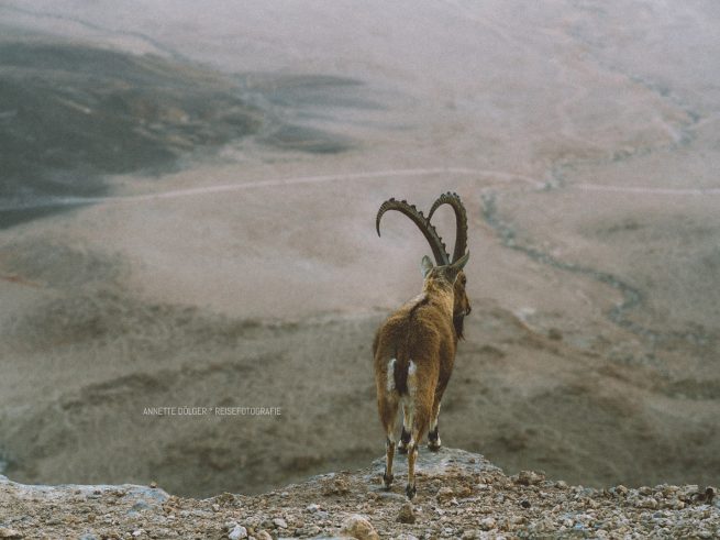 Steinbock Ibex steht am Ramon Krater in der Negev-Wueste in Israel
