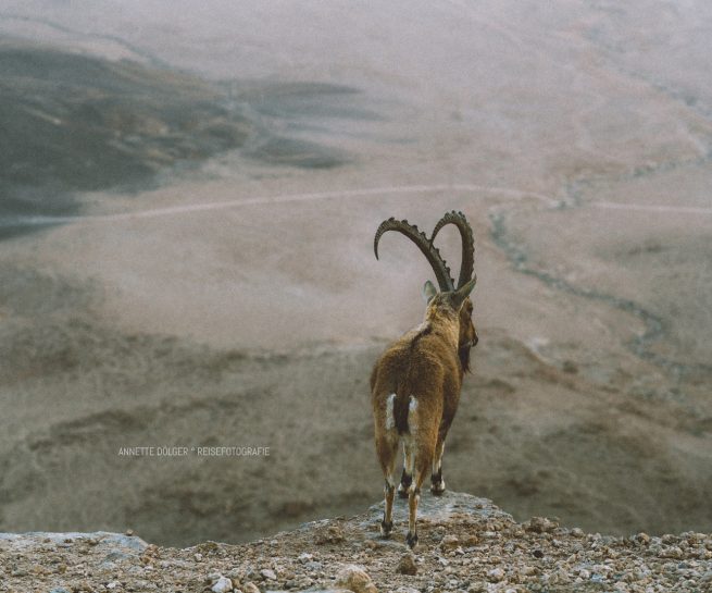 Steinbock Ibex steht am Ramon Krater in der Negev-Wueste in Israel
