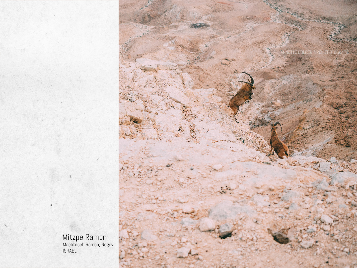 Steinboecke in Mitzpe Ramon am Machtesch Krater kaempfen Israel