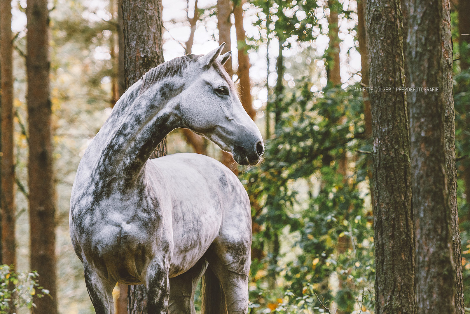 Pferdefotografie Braunschweig