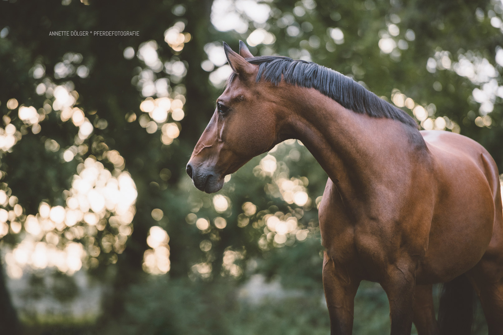 Pferdefotografin Braunschweig