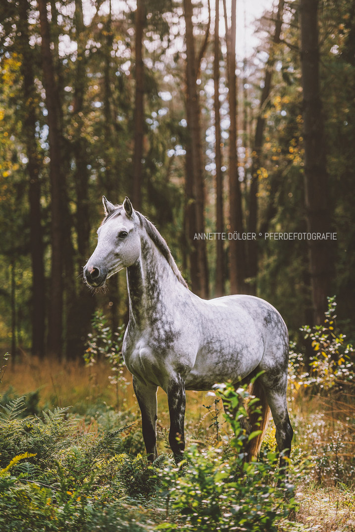 Pferdefotografie Braunschweig