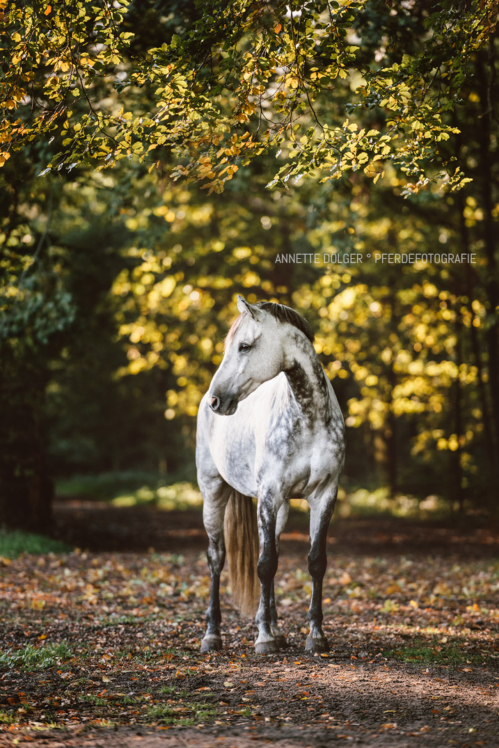 Pferdefotografie Braunschweig