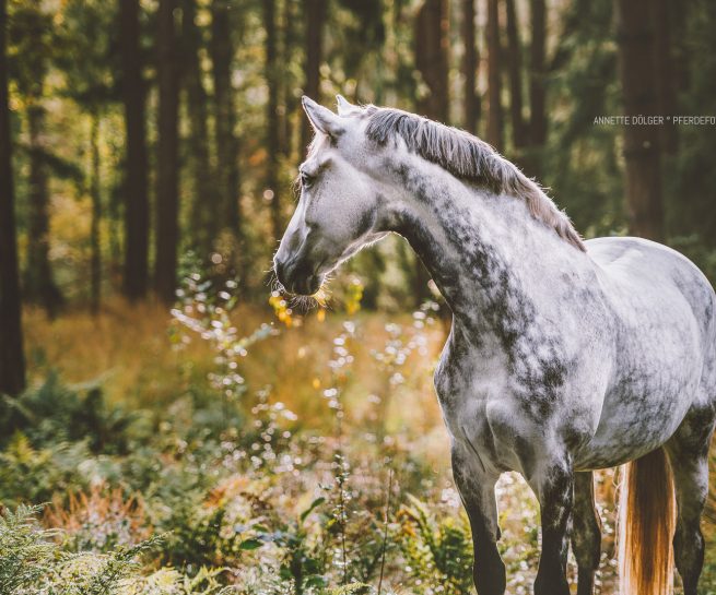 Pferdefotografie Braunschweig