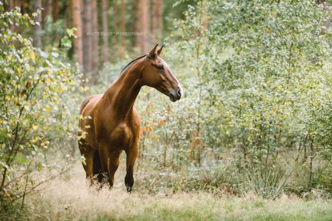 Pferdefotografin Braunschweig
