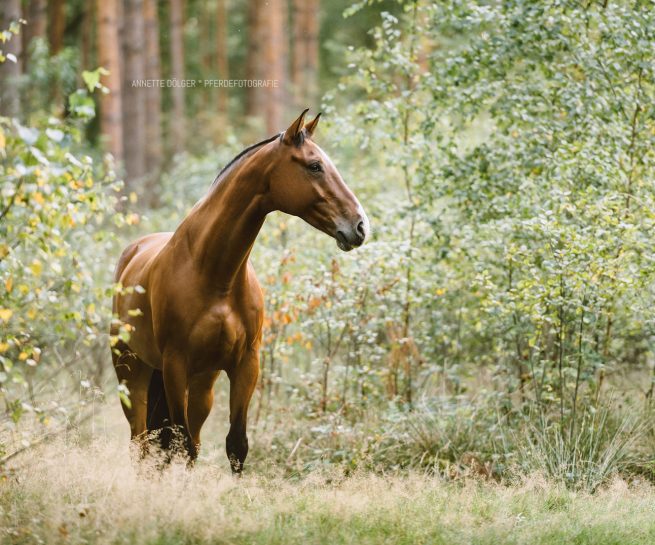 Pferdefotografin Braunschweig