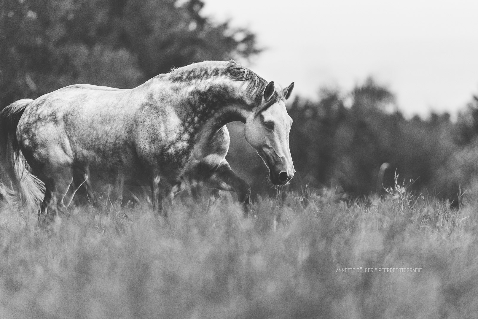 Pferdefotografie Braunschweig