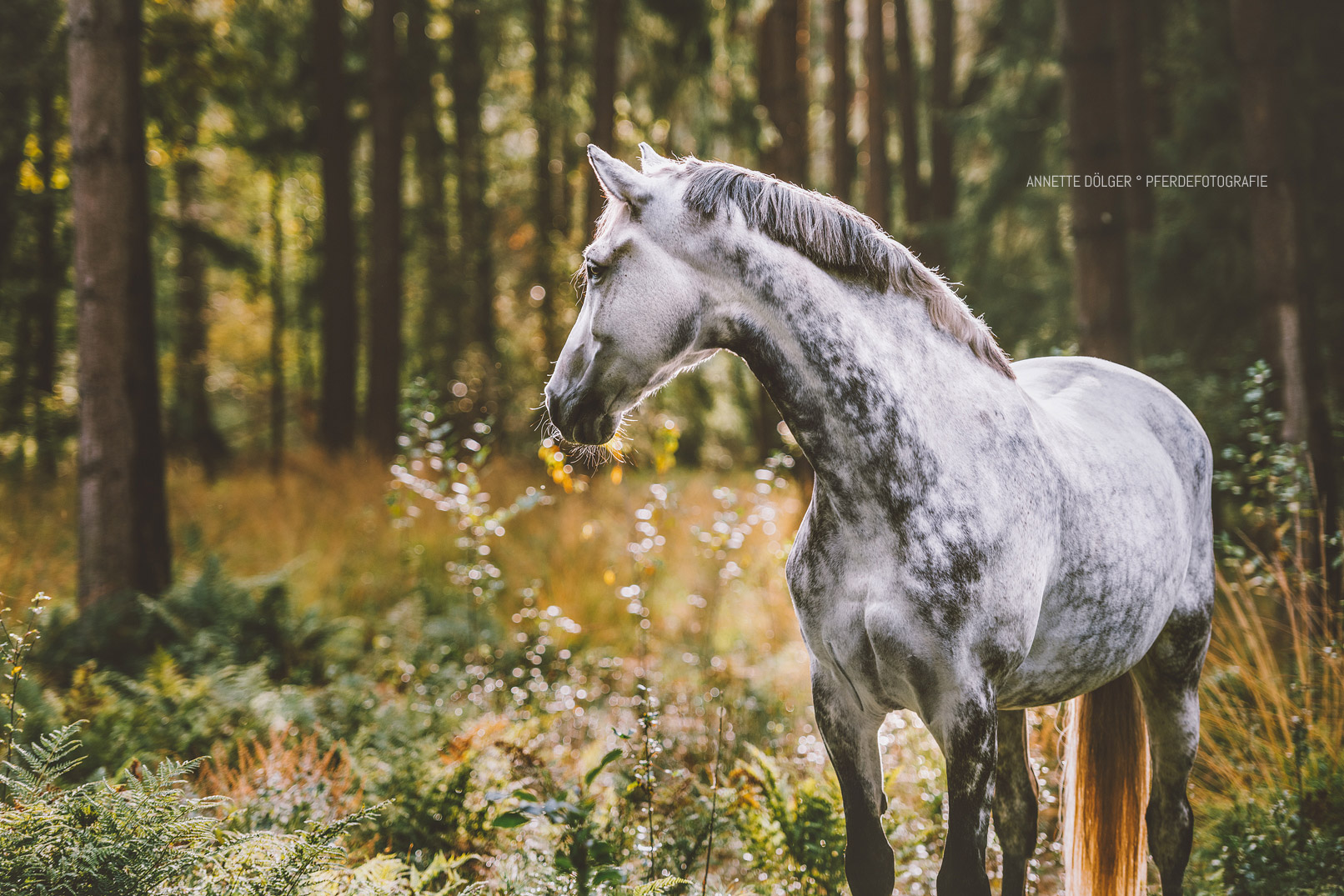 Pferdefotografie Braunschweig