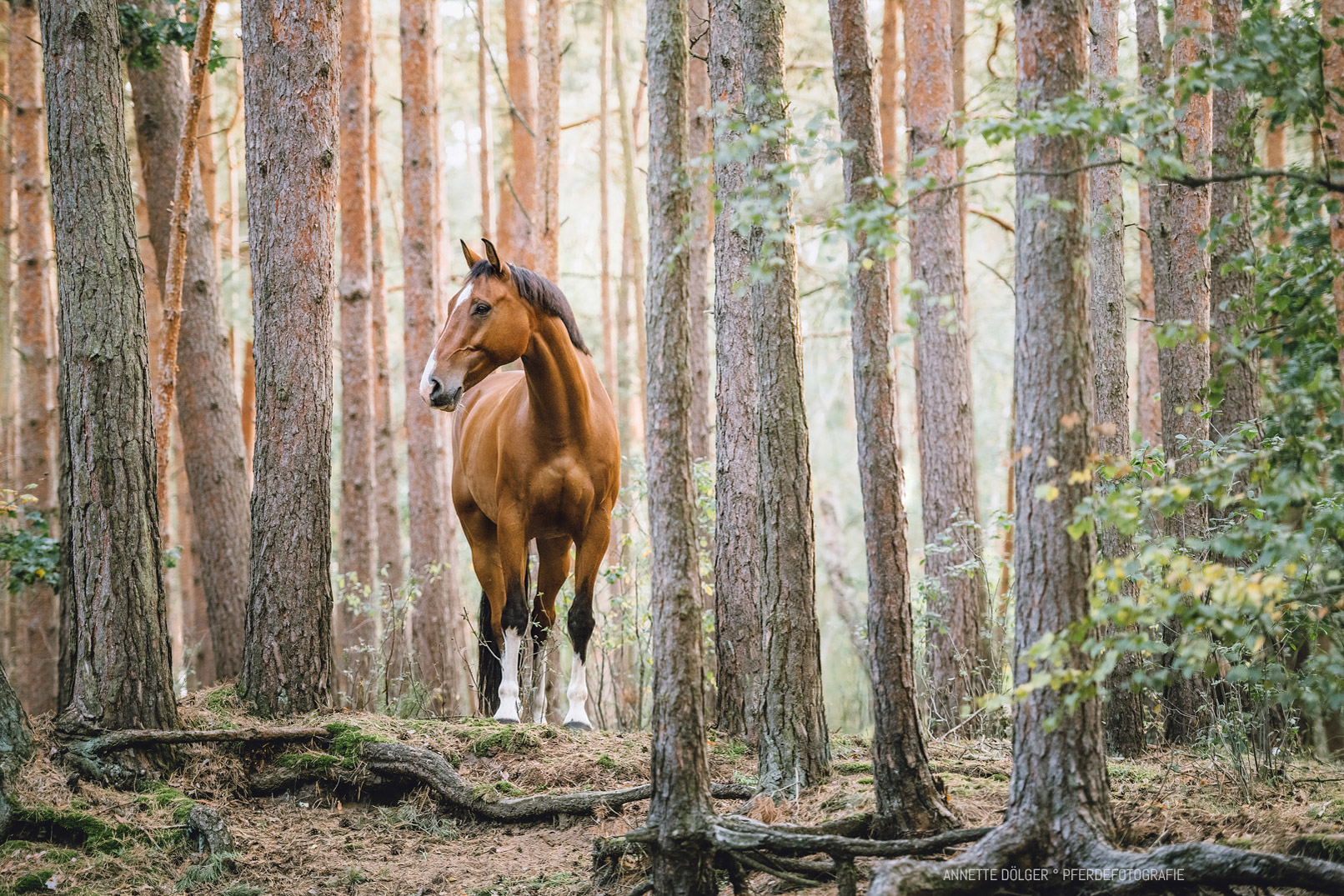 Pferdefotografin Braunschweig