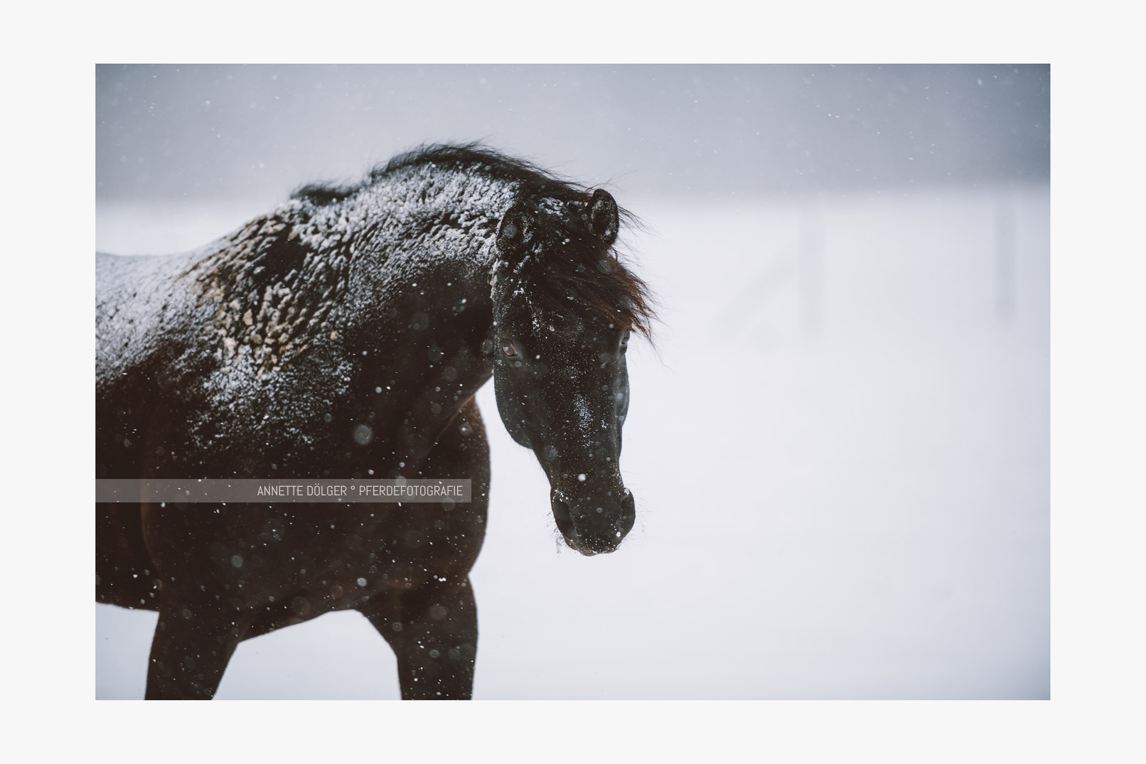 Braunschweig Pferdefotografie im Schnee