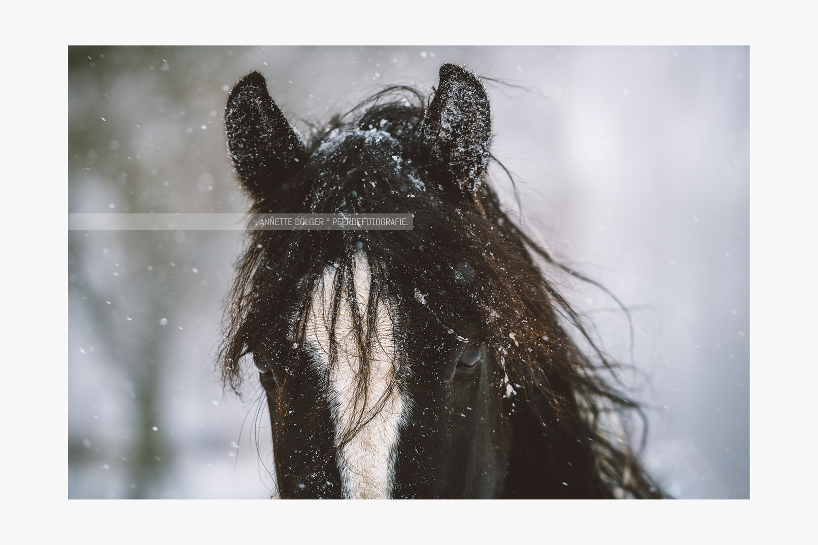 Pferdefotografie-Braunschweig-Schnee