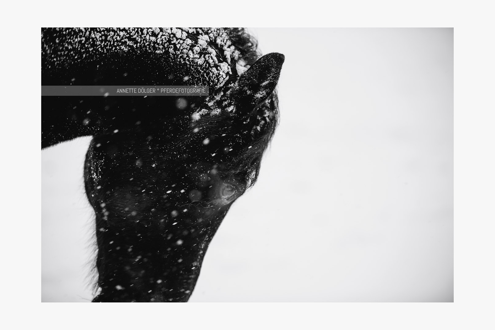 Pferdefotografie Gifhorn im Schnee