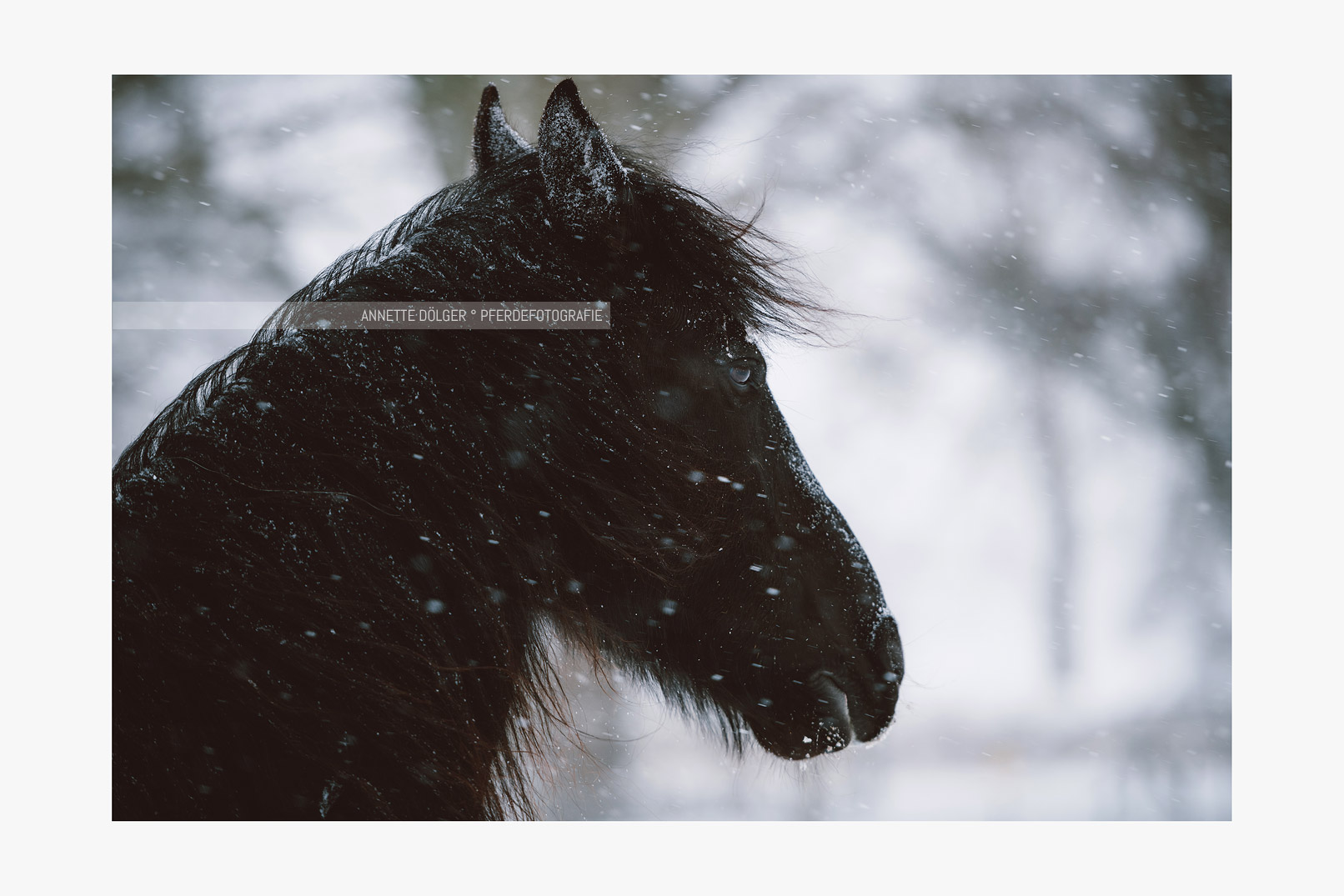 Pferdefotografie Schnee Hannover