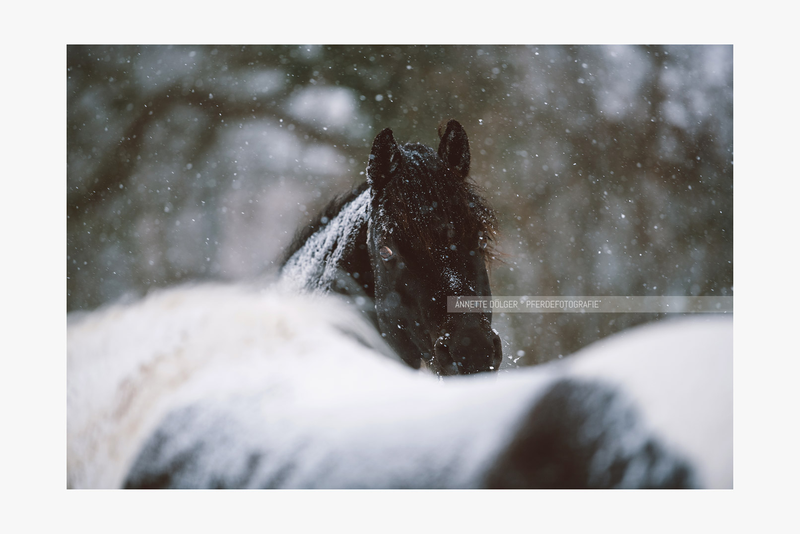 Pferdefotografie Schnee Wolfsburg
