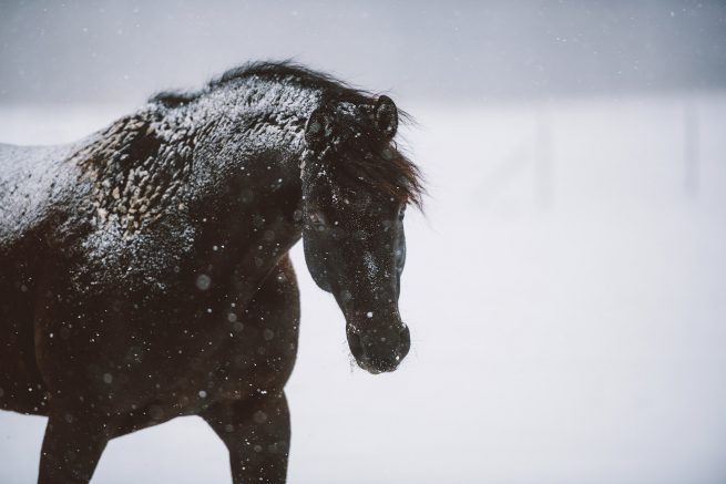 Pferdefotoshooting Braunschweig Gifhorn