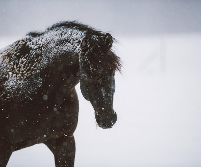 Pferdefotoshooting Braunschweig Gifhorn