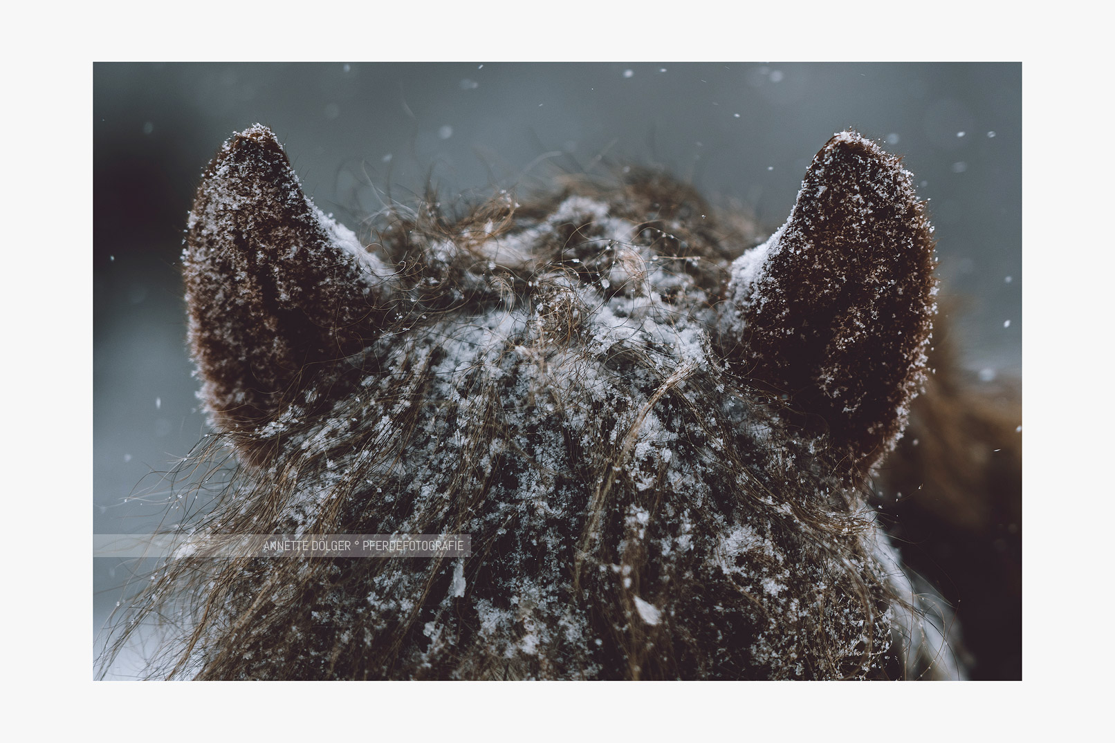 Pferdefotoshooting im Schnee Braunschweig