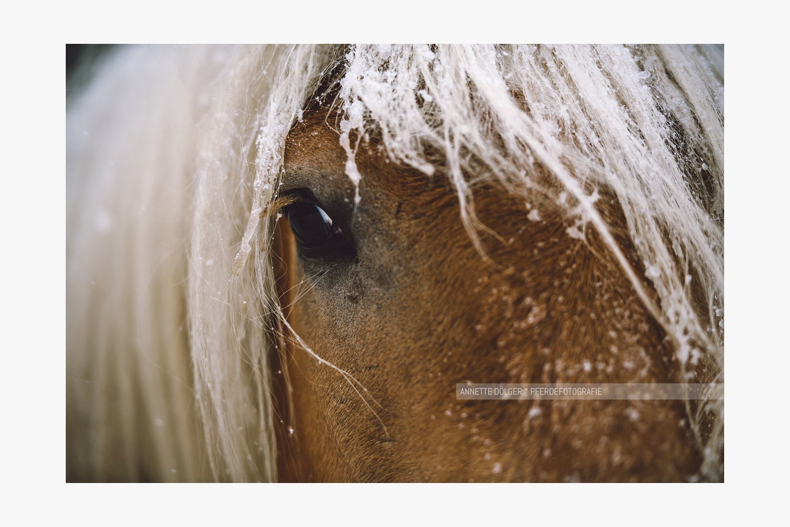 Pferdefotoshooting im Schnee Gifhorn
