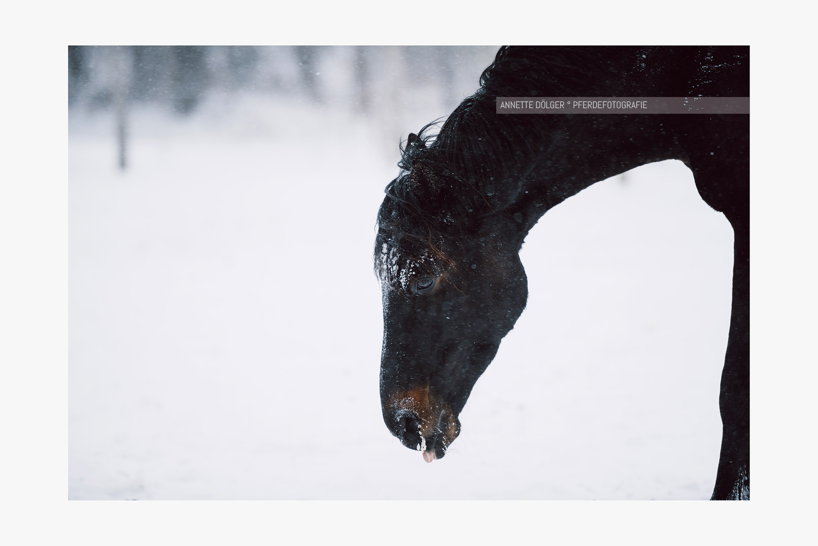 Pferdefotoshooting im Schnee Hannover