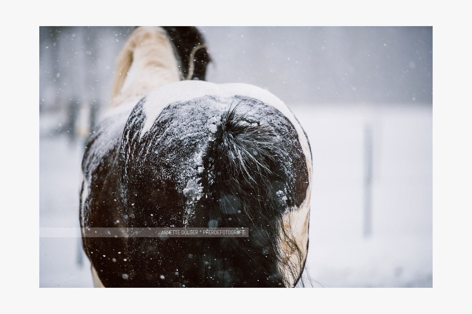 Pferdefotoshooting im Schnee Gut Warxbuettel