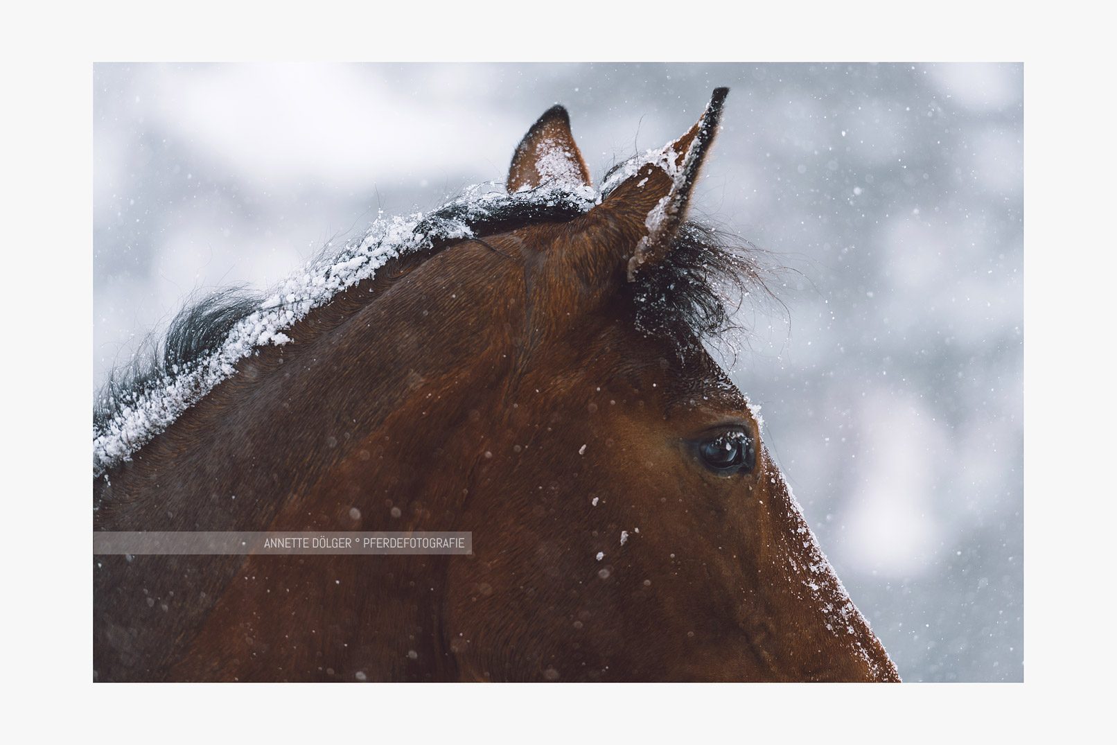 Pferdefotoshooting im Schnee Wolfsburg