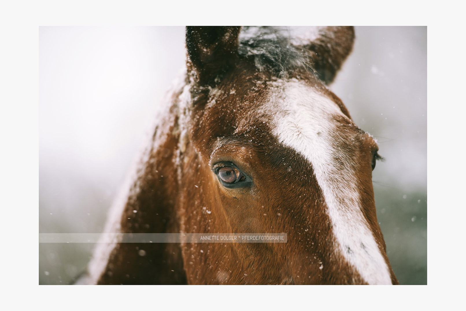 Pferdefotografie im Schnee Gifhorn