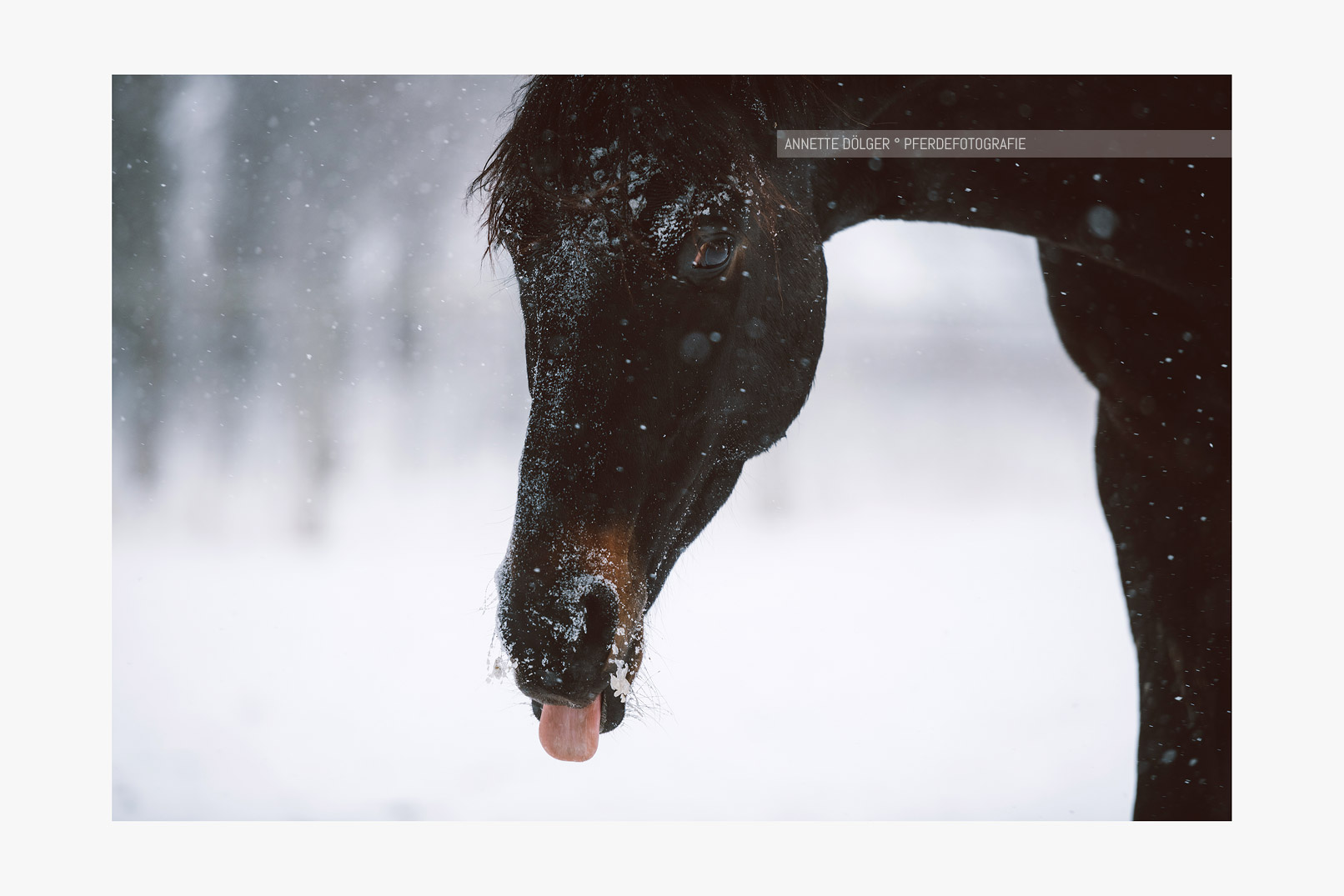 Pferdeportrait Hannover Schnee