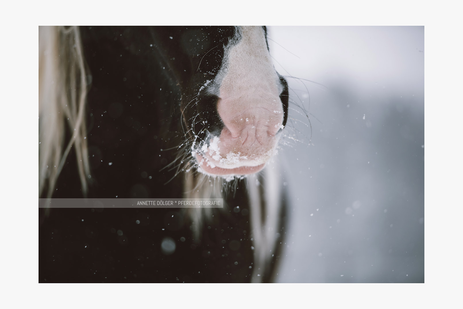 Pferdefotografie im Schnee Wolfsburg