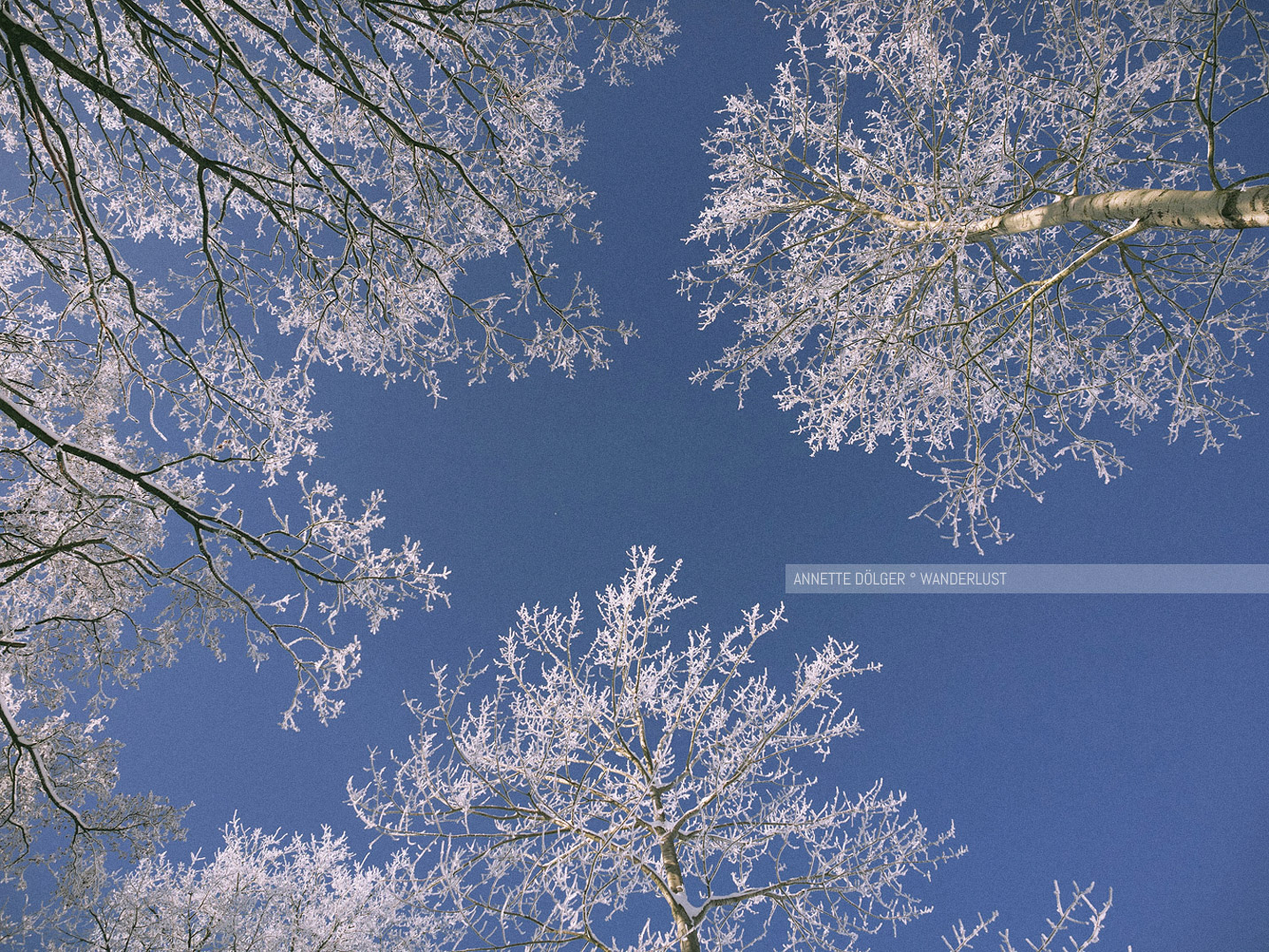 Raureif an Birken bei Sonnenschein und blauem Himmel