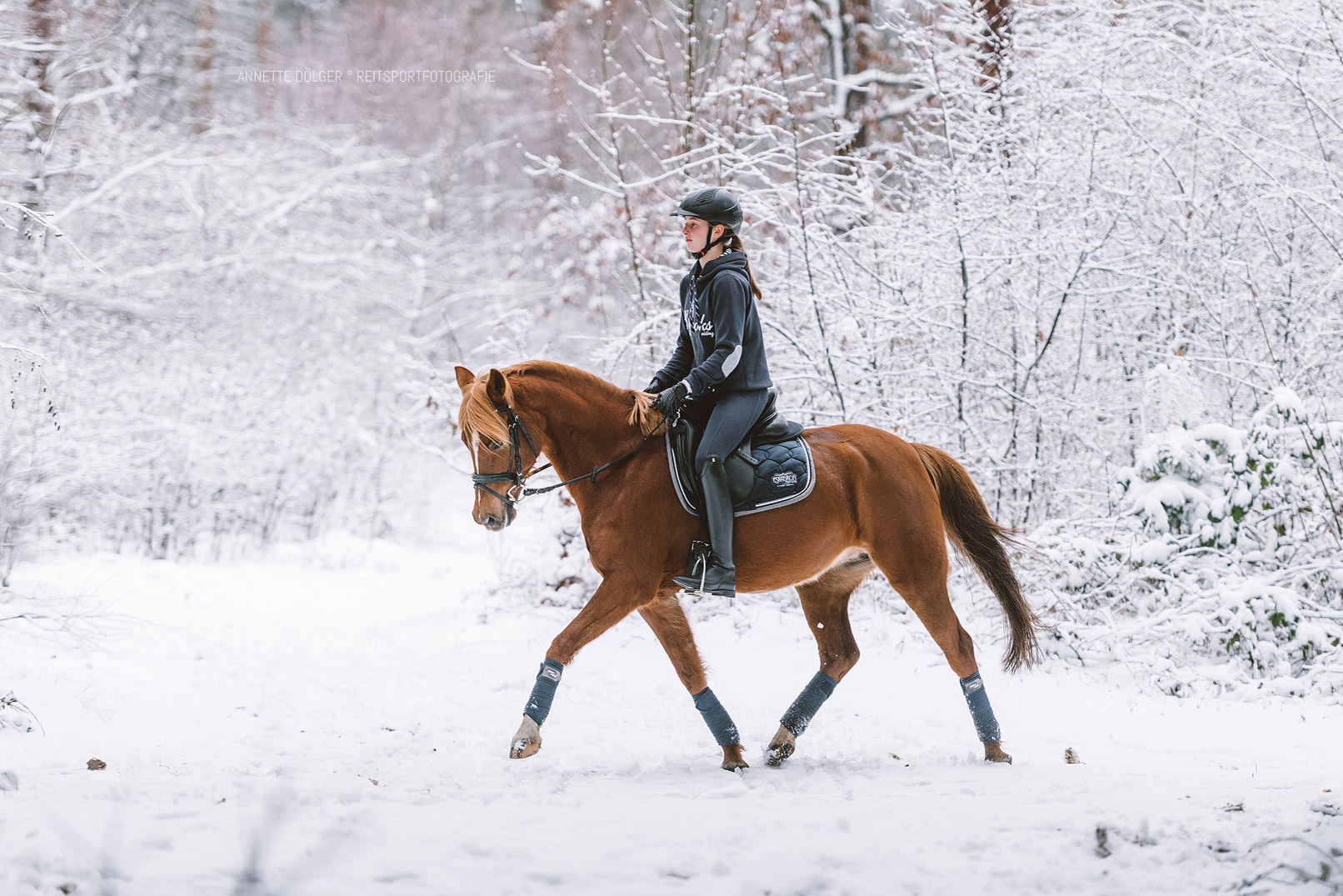 Reitsportfotografie Gifhorn