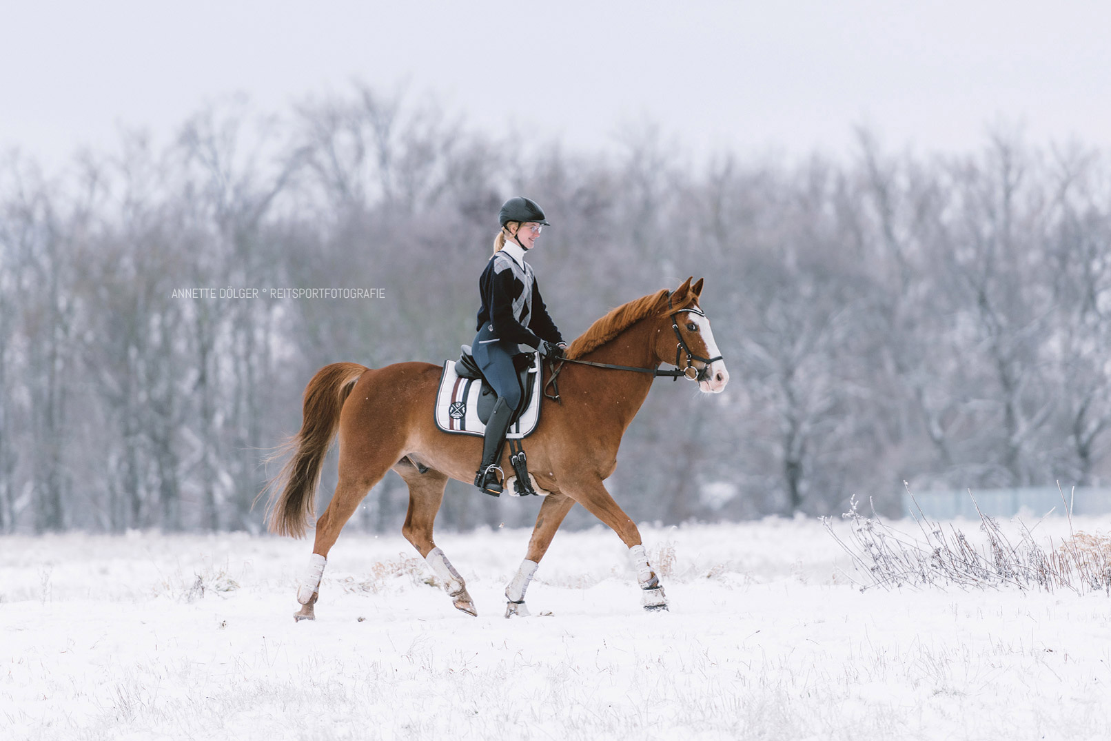 Reitsportfotografie Salzgitter
