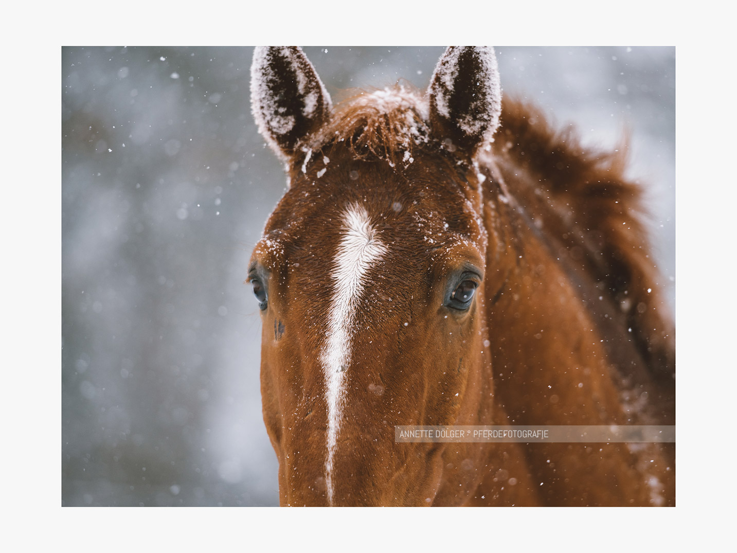 Pferdefotografie im Schnee Gifhorn