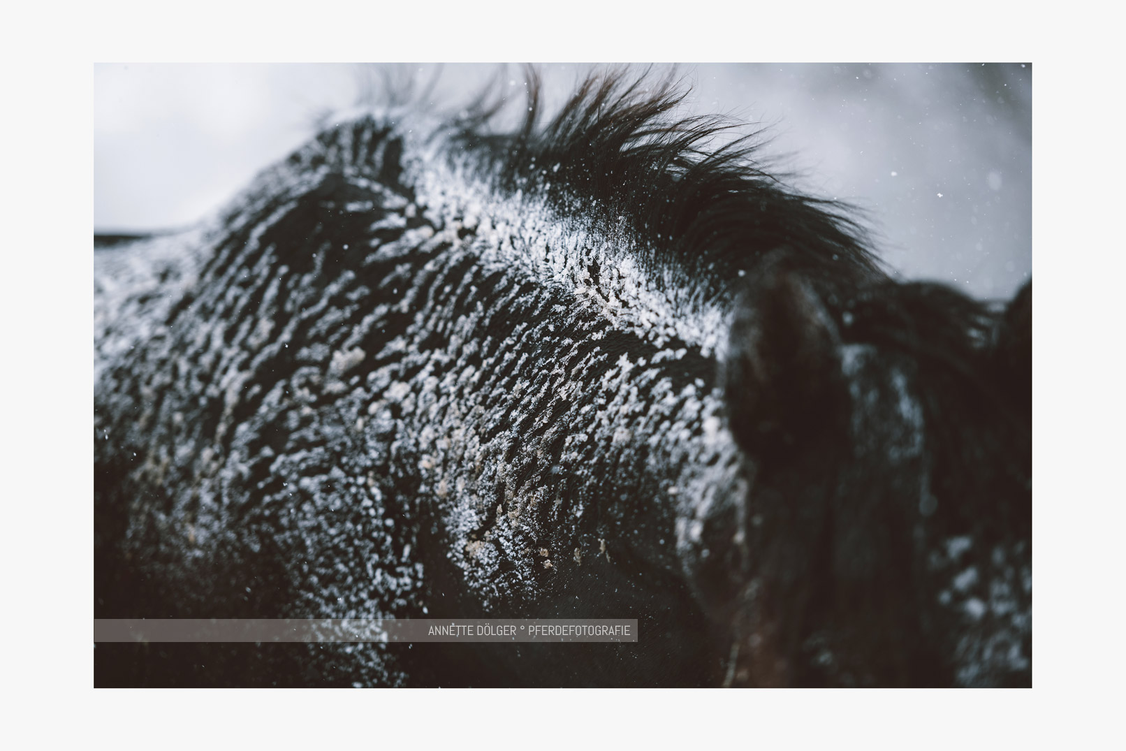 Schnee-Pferdefotografie-Wolfsburg