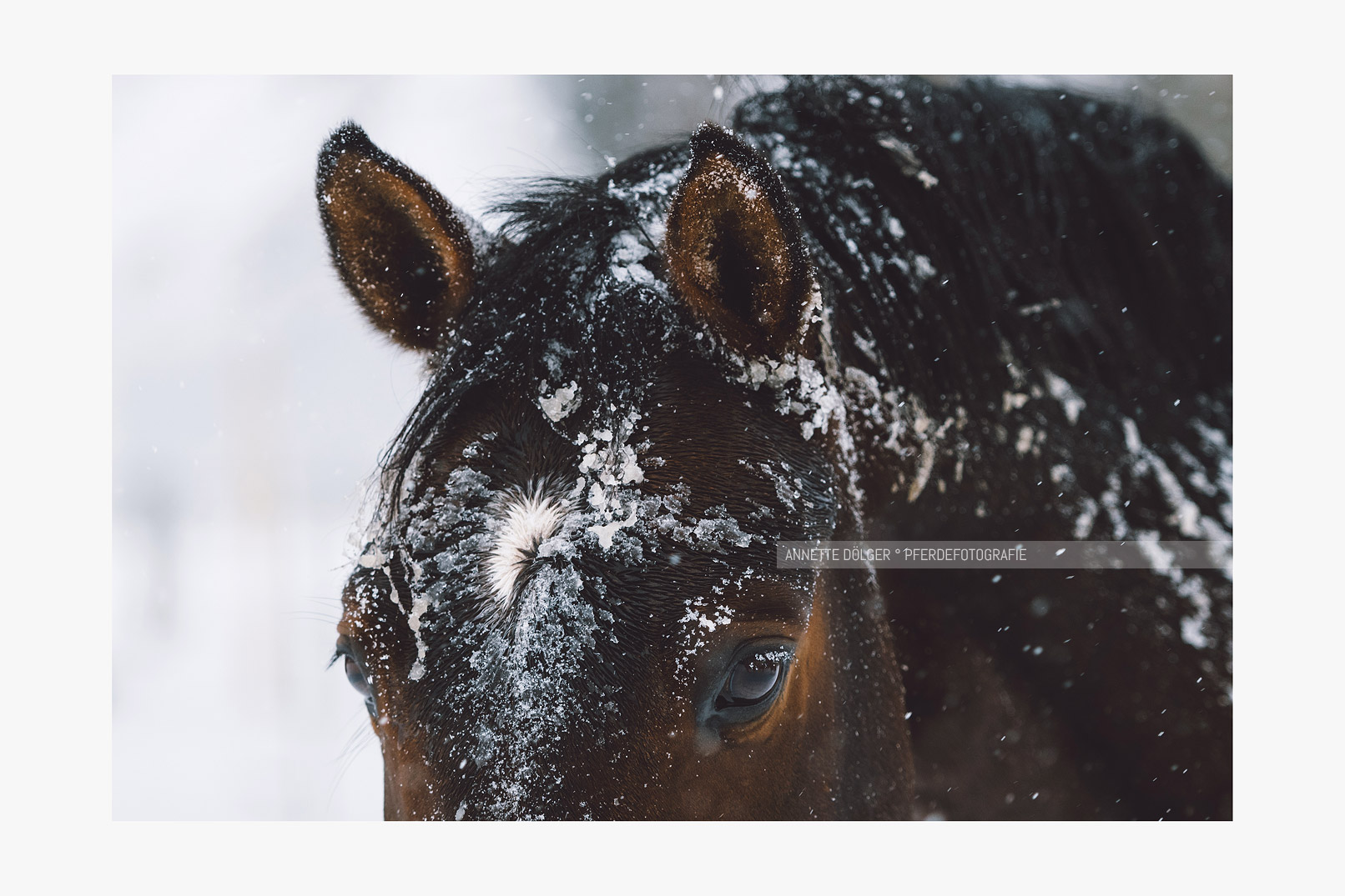 Pferdeportrait Braunschweig