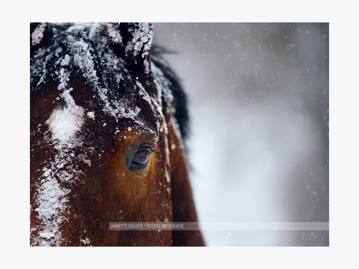 Pferdeportrait im Schnee Gifhorn