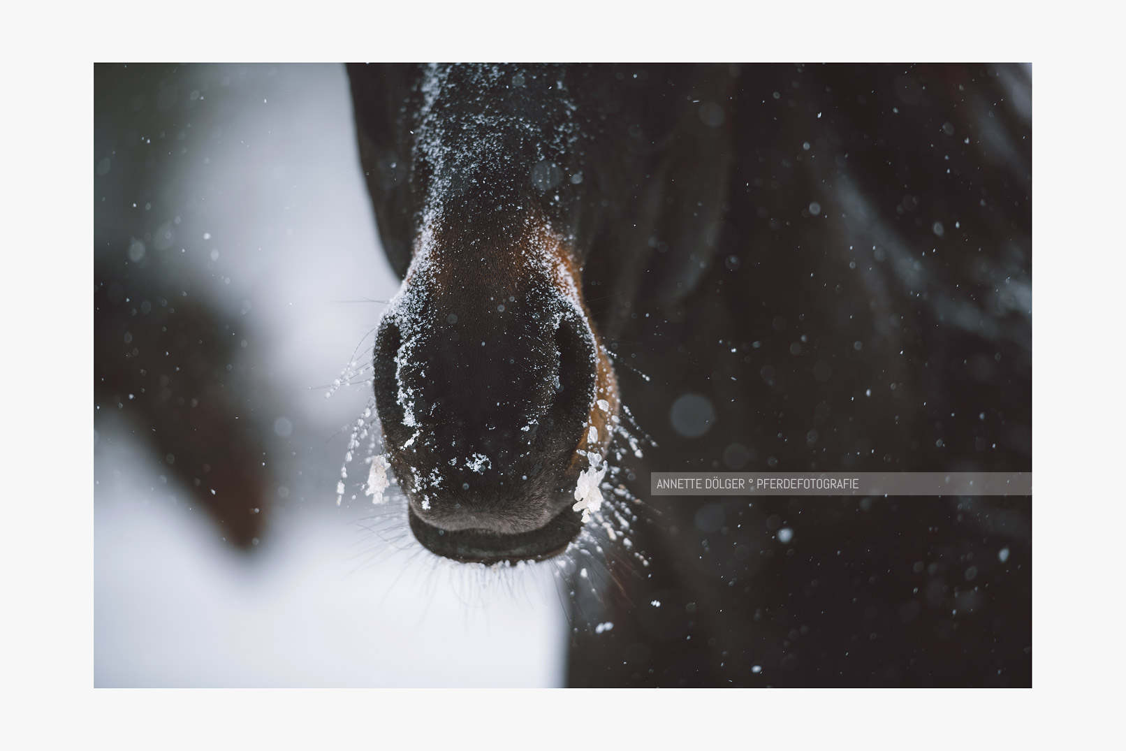 Pferdeportrait im Schnee Hannover