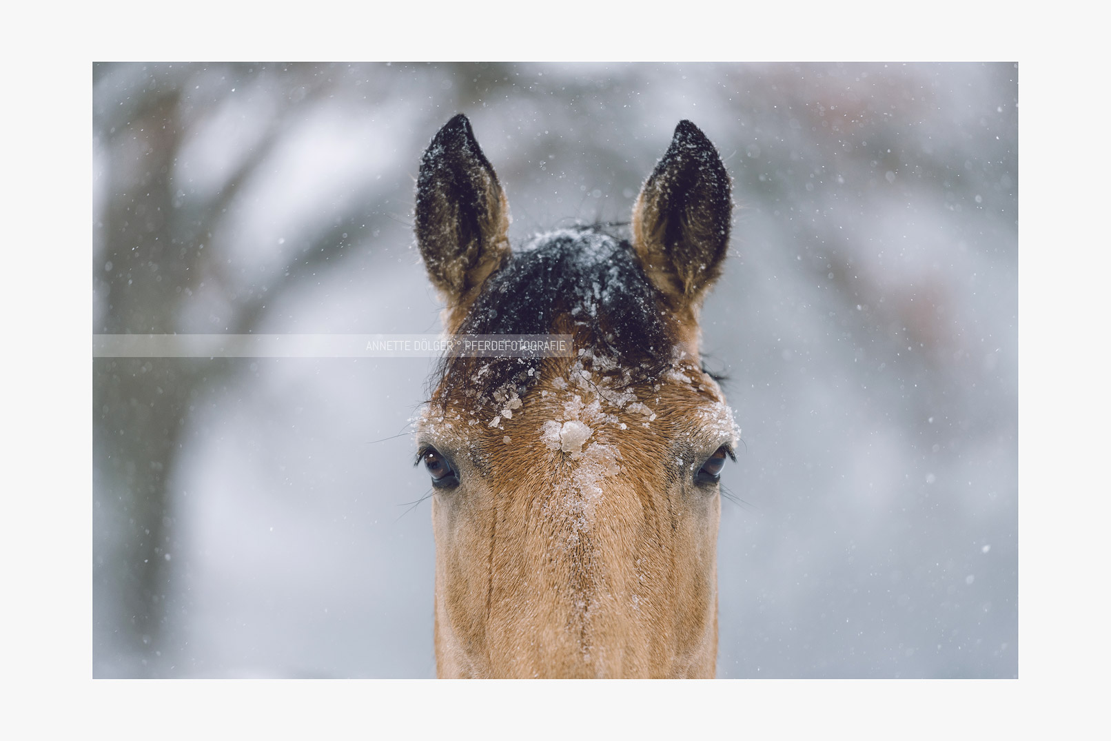 Pferdeportrait im Schnee Wolfsburg