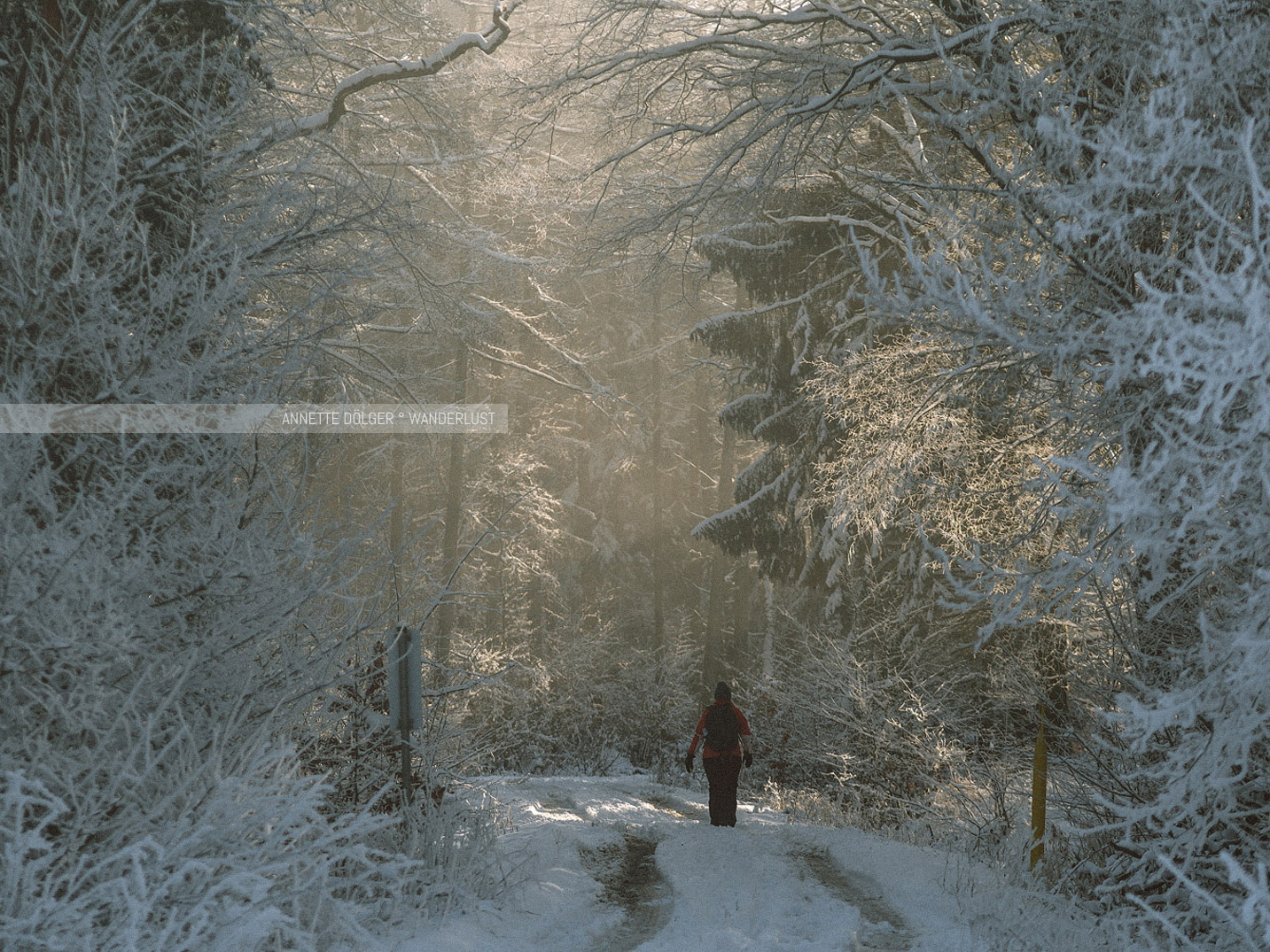 Waldweg im Winter mit Schnee und Sonnenstrahlen