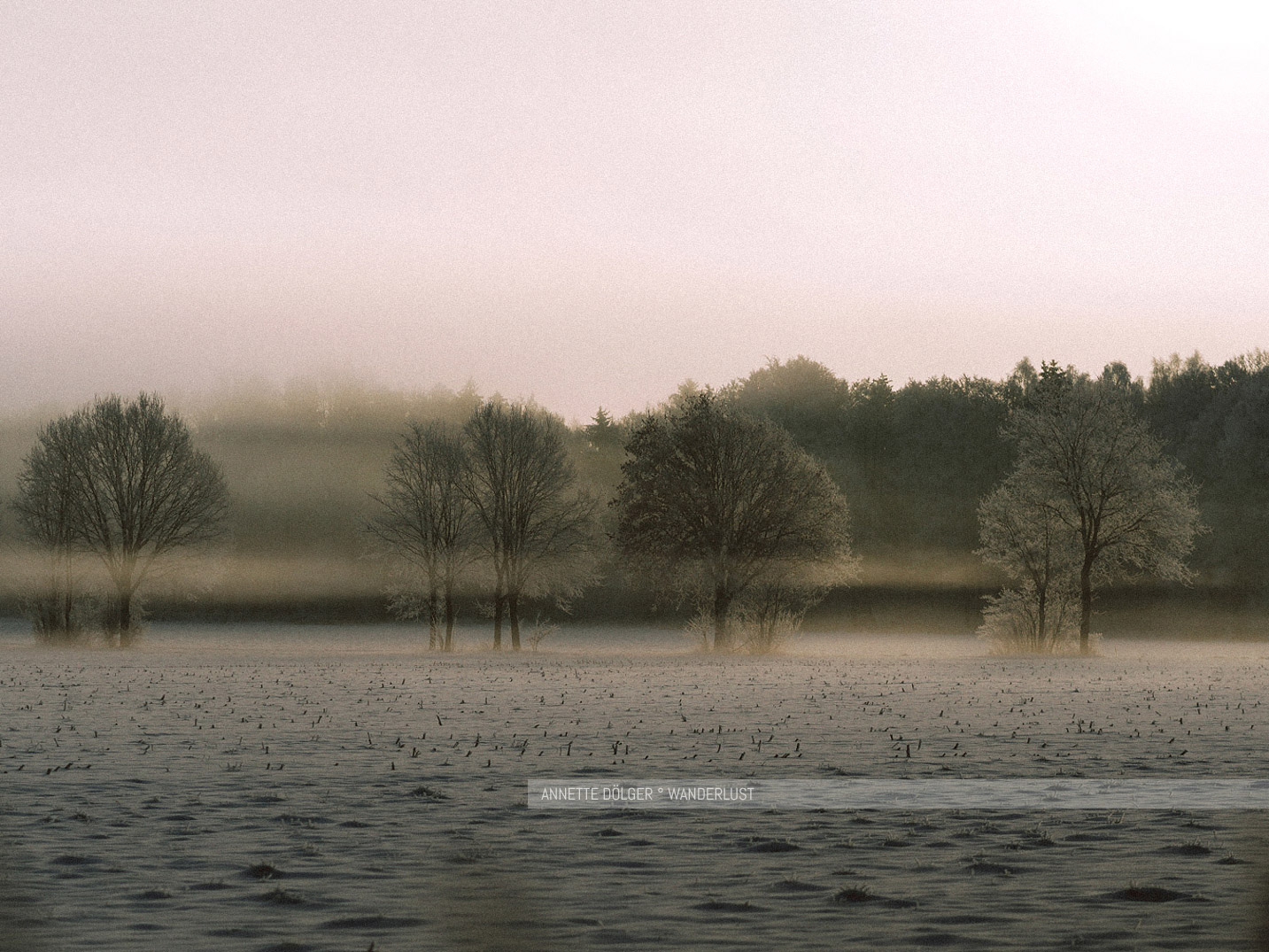 Bäume im Nebel bei Sonnenaufgang im Winter