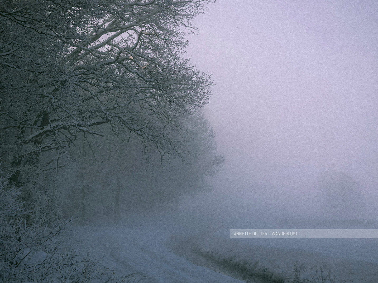 Waldrand bei Nebel im Winter mit Schnee