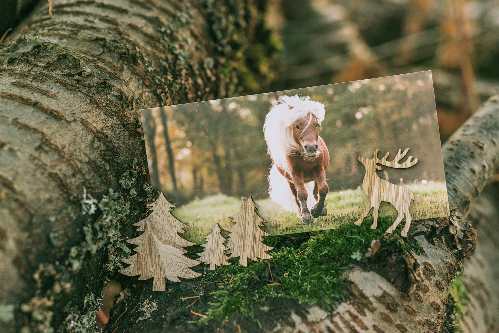 Gutschein Pferdefotografie Braunschweig Fotograf