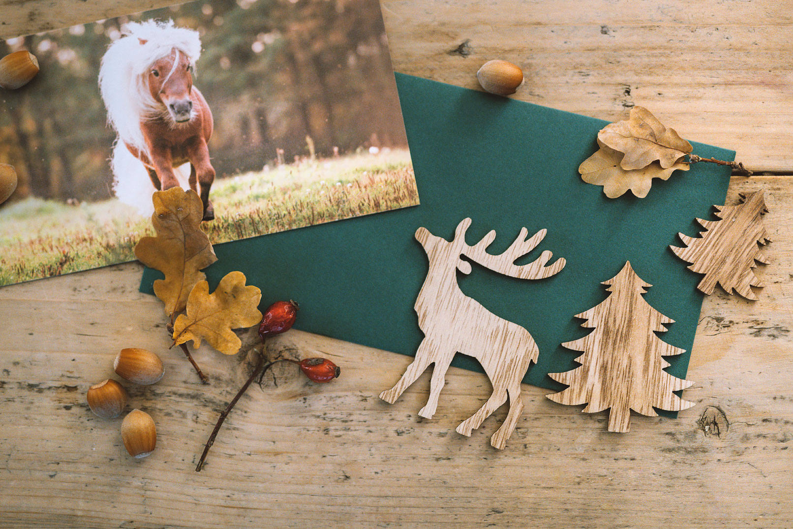 Gutschein Pferd hweig Fotografin