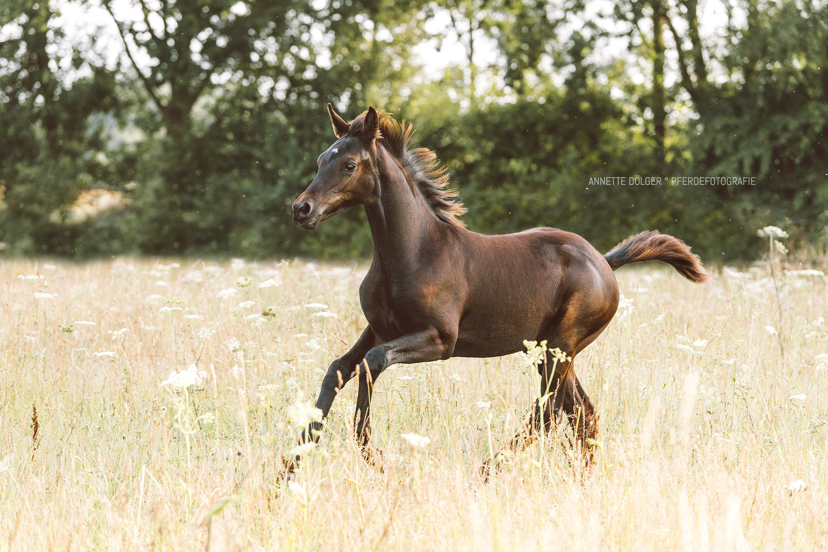 Braunschweig Pferdefotografie Fohlen