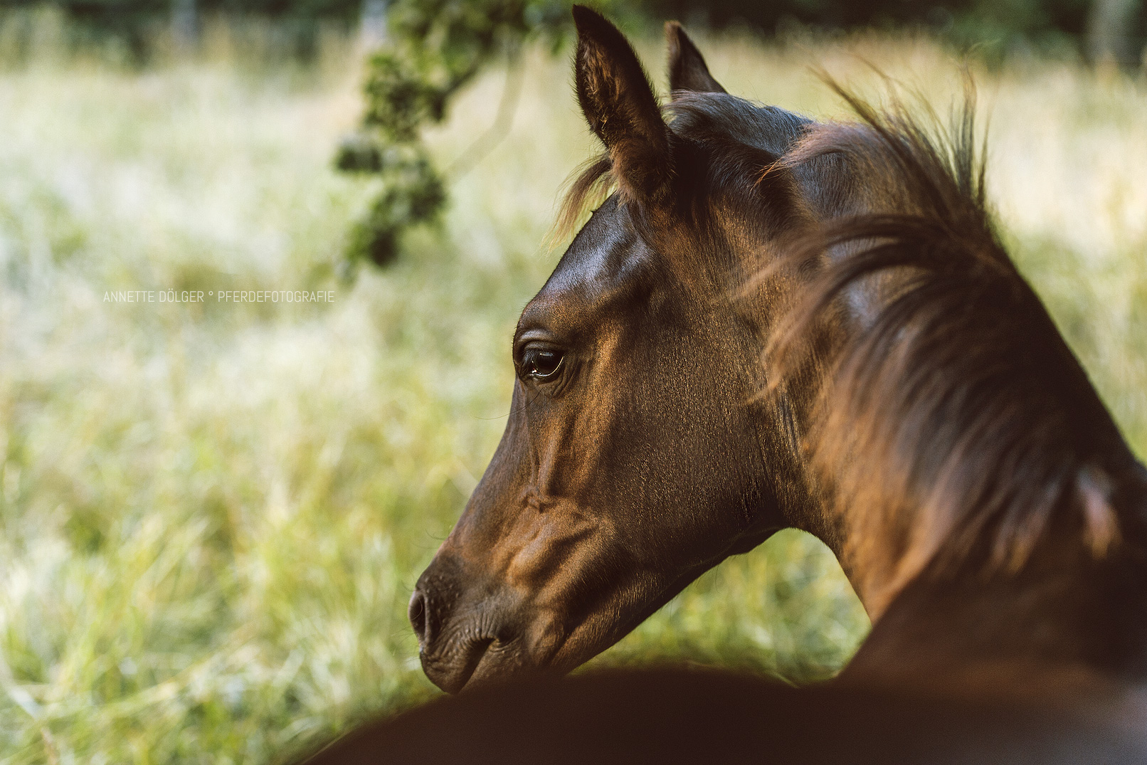 Pferdefotografie Braunschweig Kopfportrait