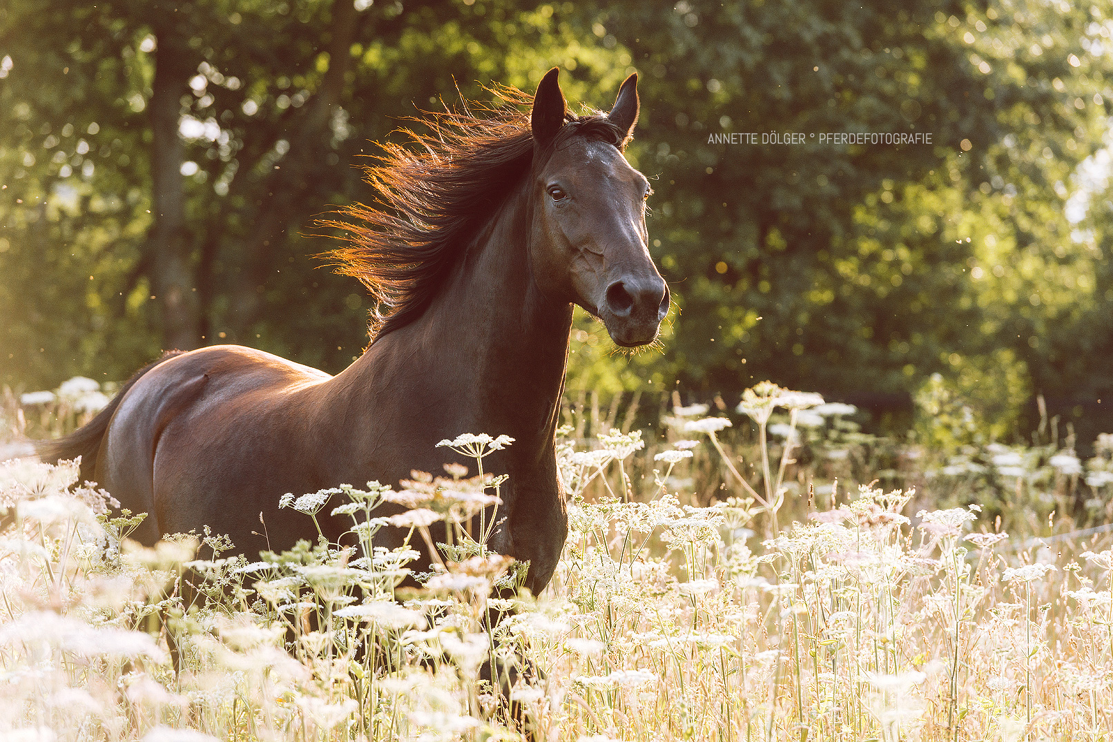 Braunschweig Pferdefotografie Stute