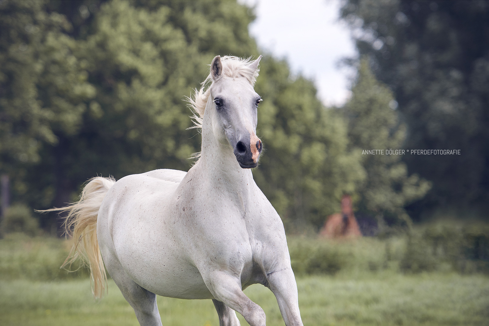 Pferdefotografie Braunschweig