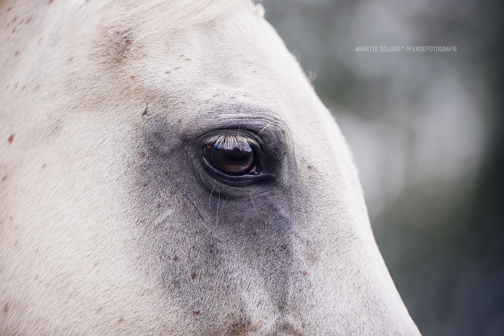 Pferdeauge Pferdefotografie Braunschweig