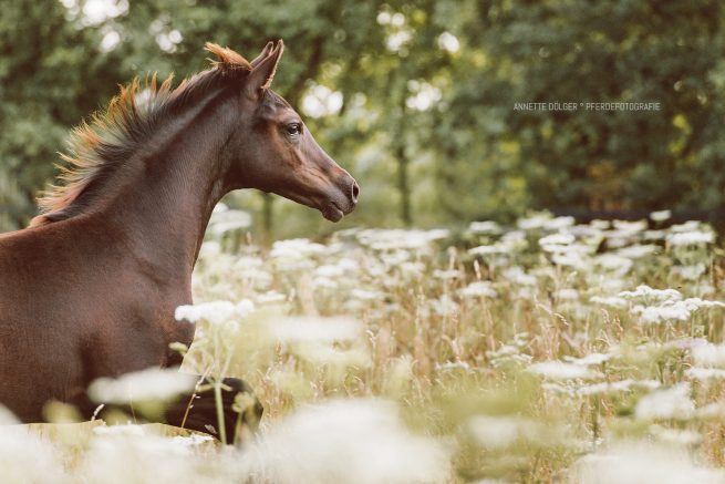 Pferdefotografie Braunschweig Fohlen
