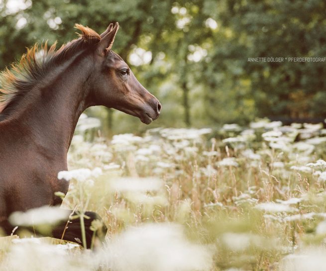 Pferdefotografie Braunschweig Fohlen