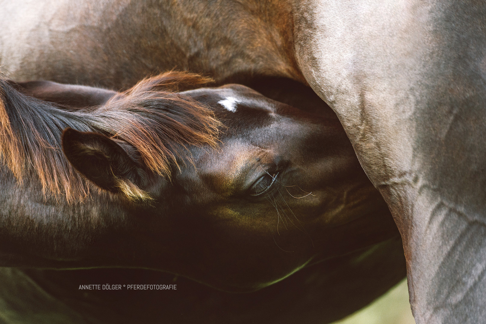 Braunschweig PferdefotografieFine Art Stute Fohlen Saugen